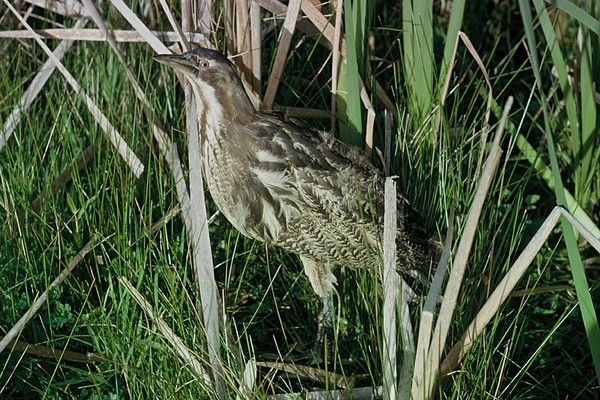 Athenree wetland